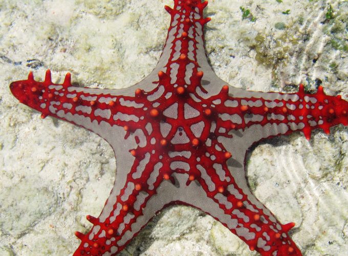 Wallpaper Sea Star, Zanzibar, Africa, diving, tourism, underwater, fish, star fish, sealife, World&407219649